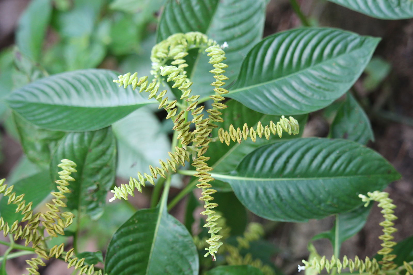 Ophiorrhiza amplifolia